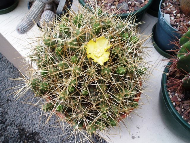 Tephrocactus_russelli